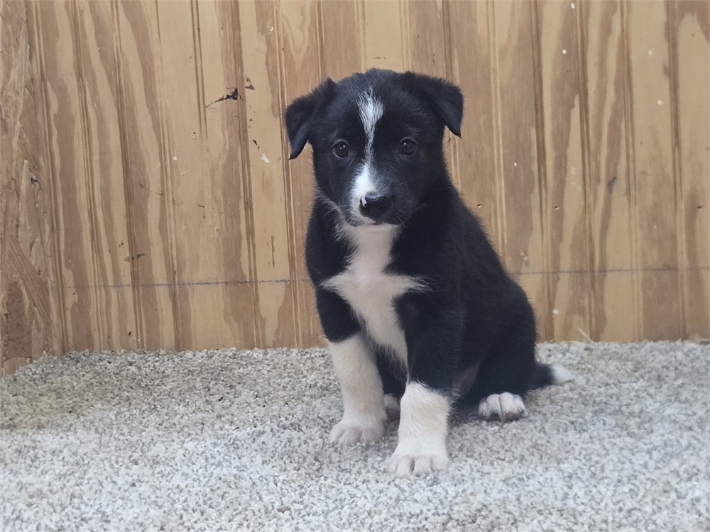 Nice border collie pups