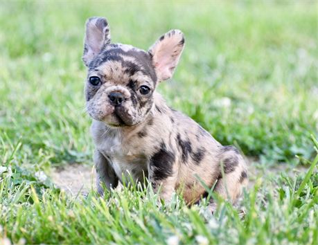 Doc ~ Stunning AKC Black Merle Male French Bulldog