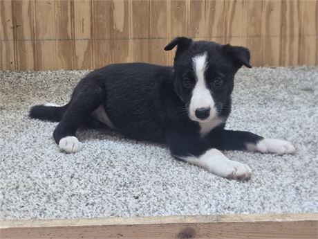 Nice border collie pups