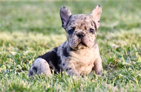 Jersey ~ Gorgeous AKC Black Merle Female French Bulldog