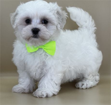 Beautiful Male Maltese-Shih Tzu