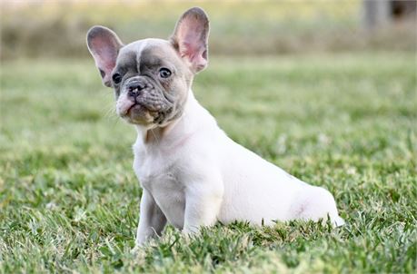 Astrid ~ Cute AKC Fawn Piebald Female French Bulldog!!