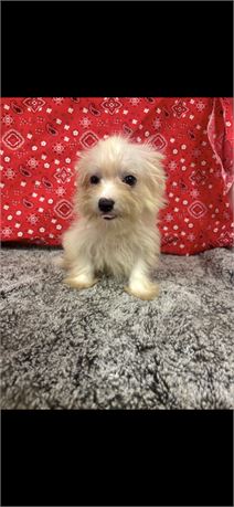 Gorgeous and small female