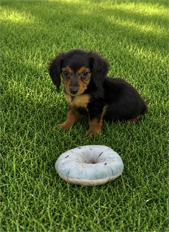 NICE LITTLE DOXIE (F)