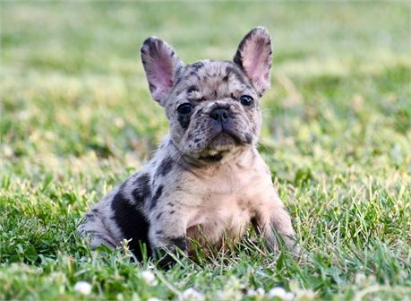Atika ~ Stunning AKC Black Merle Female French Bulldog