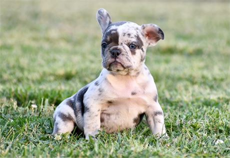 Kora - Stunning AKC Lilac Merle Female French Bulldog