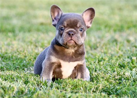 Luna - Stunning AKC Lilac & Tan Female French Bulldog