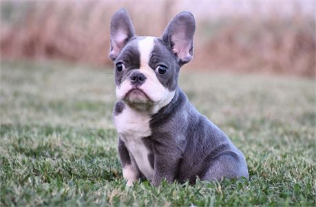 Squirt ~ Stunning AKC Blue Male French Bulldog!!
