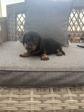 Mini Dachshund