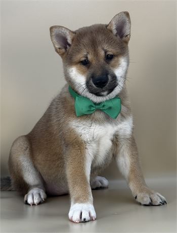 Female Red Shiba Inu