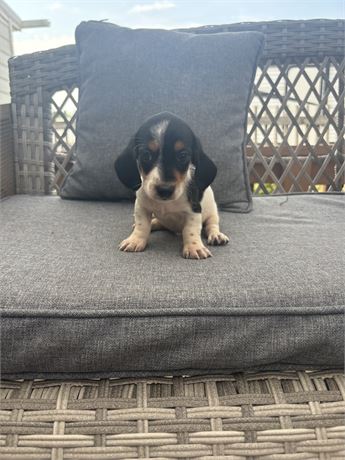 Mini Dachshund