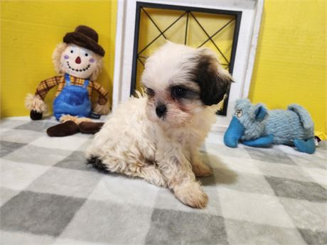 Teddy Bear Crosby 2644-04