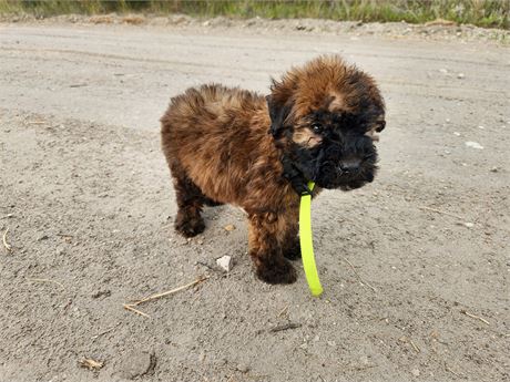 Soft Coated Wheaten Terrier