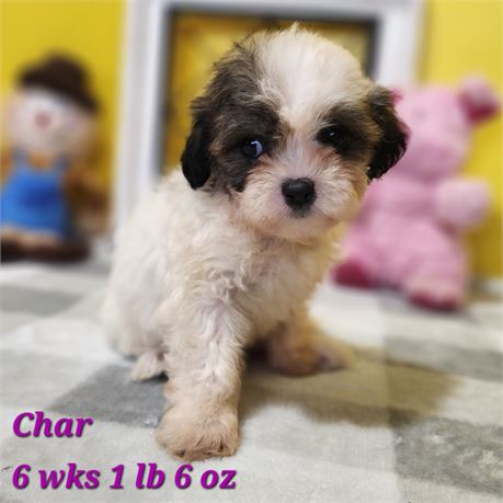 Teddy Bear Char 2644-05