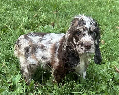 Chocolate Merl