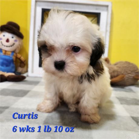 Teddy Bear Curtis 2644-03
