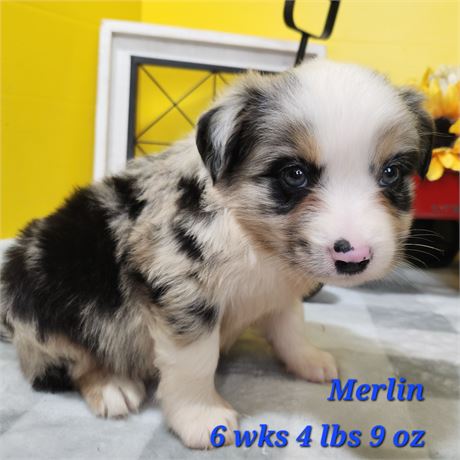 Australian Shepherd small 2645-01