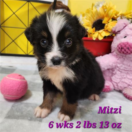 Australian Shepherd small