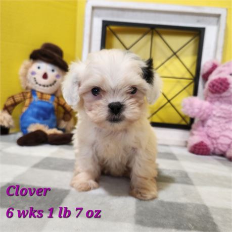 Teddy Bear Clover 2644-06