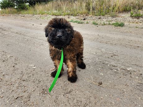 Soft Coated Wheaten Terrier 2640-02