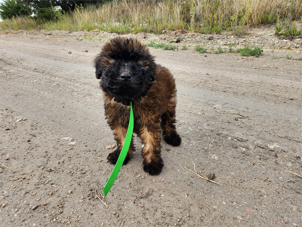 Soft Coated Wheaten Terrier 2640-02