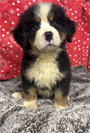 Gorgeous AKC Bernese Male
