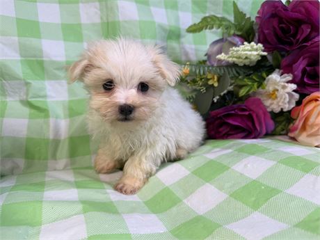 Maltese - Carli’s # 2 (F)