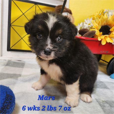 Australian Shepherd small