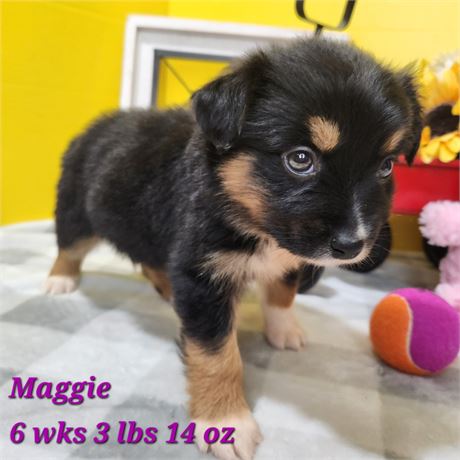 Australian Shepherd small 2645-04