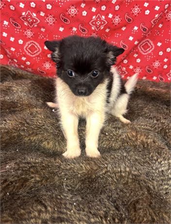 Gorgeous Male Chihuahua Tiny