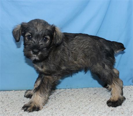 Male Schnoodle