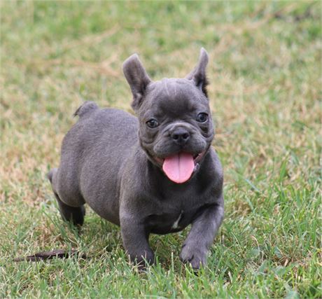 Small Boy