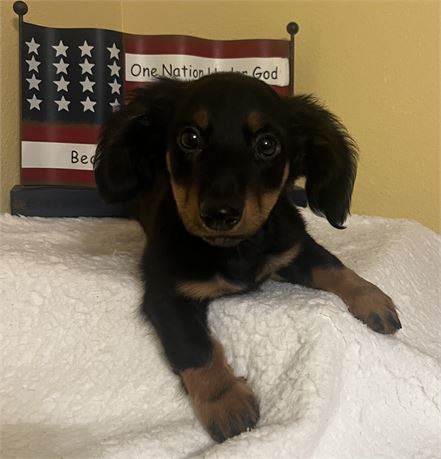 Mini Dachshund - Buddy