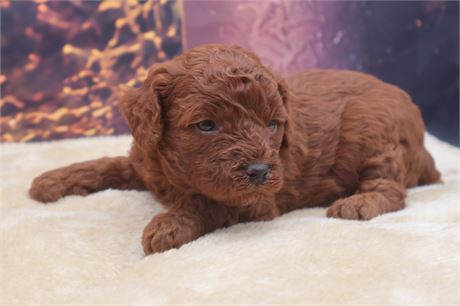 AKC Red Mini Female Poodle