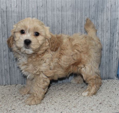 Male Maltipoo