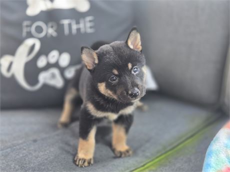 Stunning Shiba Inu