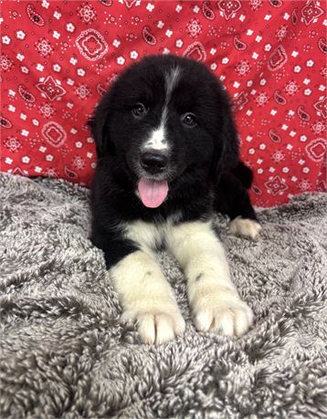 Bernese / Pyrenees
