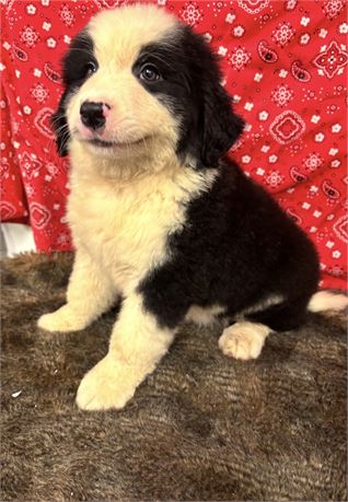 Bernese / Pyrenees