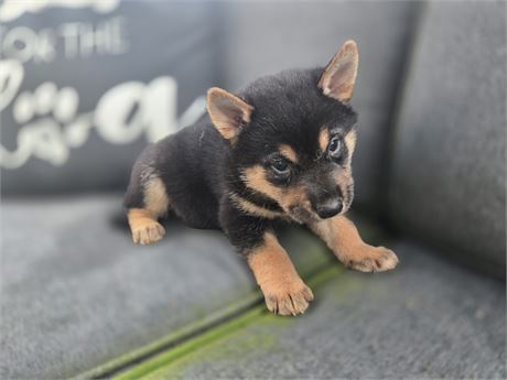 Stunning Shiba Inu