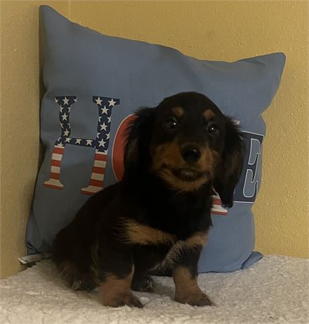 Mini Dachshund - Leonard