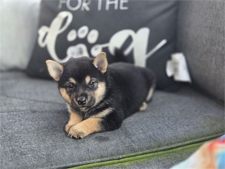 Stunning Shiba Inu