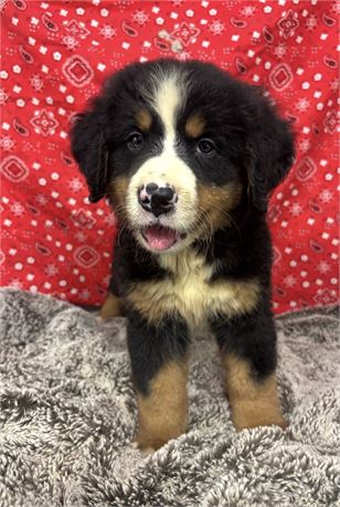 Gorgeous AKC Bernese Female
