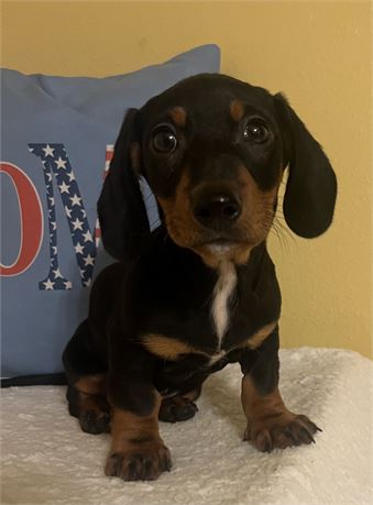 Mini Dachshund - Terrance