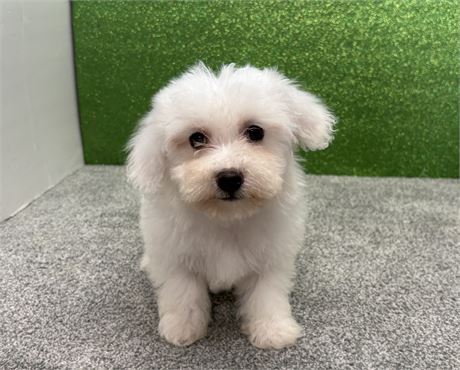 Shadows Bichon