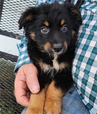 Australian Shepherd small