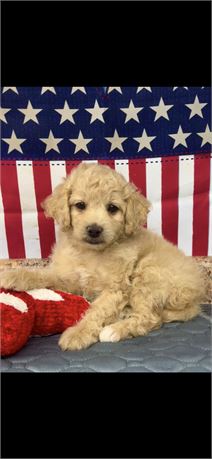 F1B Cockapoo Male