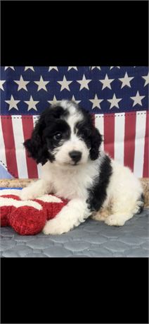 F1B Cockapoo Male