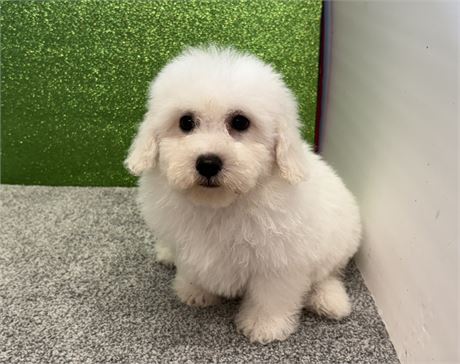 Shadows Bichon