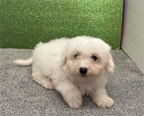 Shadows Bichon