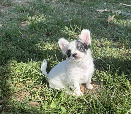 Adorable Chihuahua Male